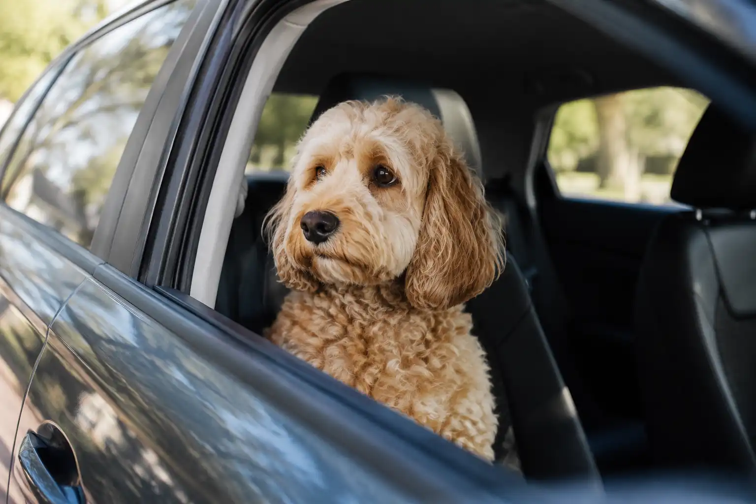 Dog sitting inside a car during travel