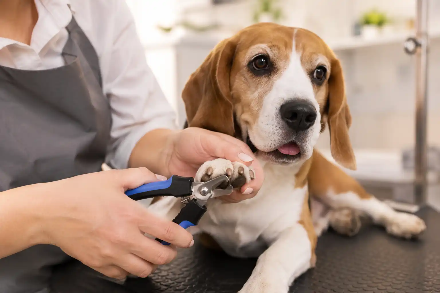 Nail Trims service